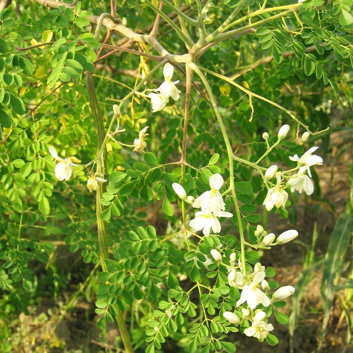 Moringa Tree Seeds Pack of 10 - Drumstick Pods - Moringa Oleifera - Nutrient-Rich Indian Seeds for Planting