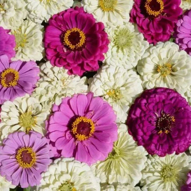 Blueberry Cheesecake Zinnia Seeds - 100 Organic Mix - Flower Seeds for Garden - Zinnia elegans