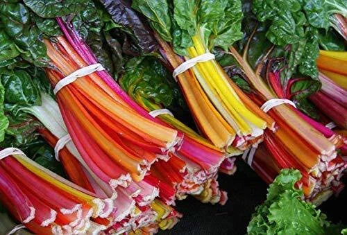 Swiss Chard Seeds - 100+ Colorful Garden Vegetable Seeds - Beta vulgaris var. cicla - Fast-Growing, Nutritious Greens