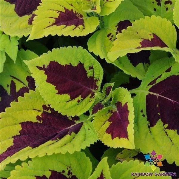 Kong Lime Sprite Coleus Seeds - 25+ Pack - Vibrant Lime Green Foliage - Solenostemon scutellarioides - USA Grown