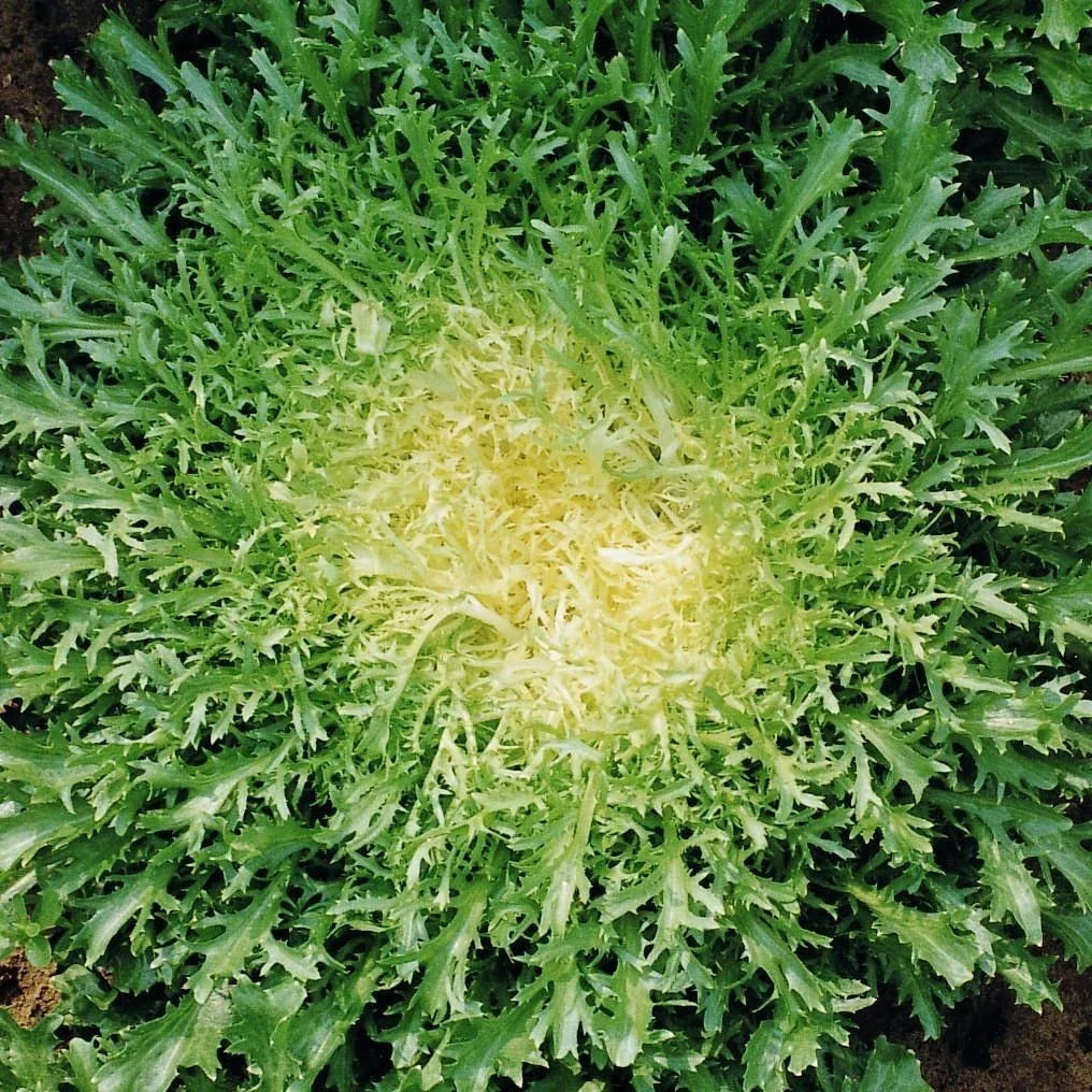 Endive Seeds - Organic Green Curled Ruffec - Cichorium endivia - Non-GMO Vegetable Seeds for 2025 Planting