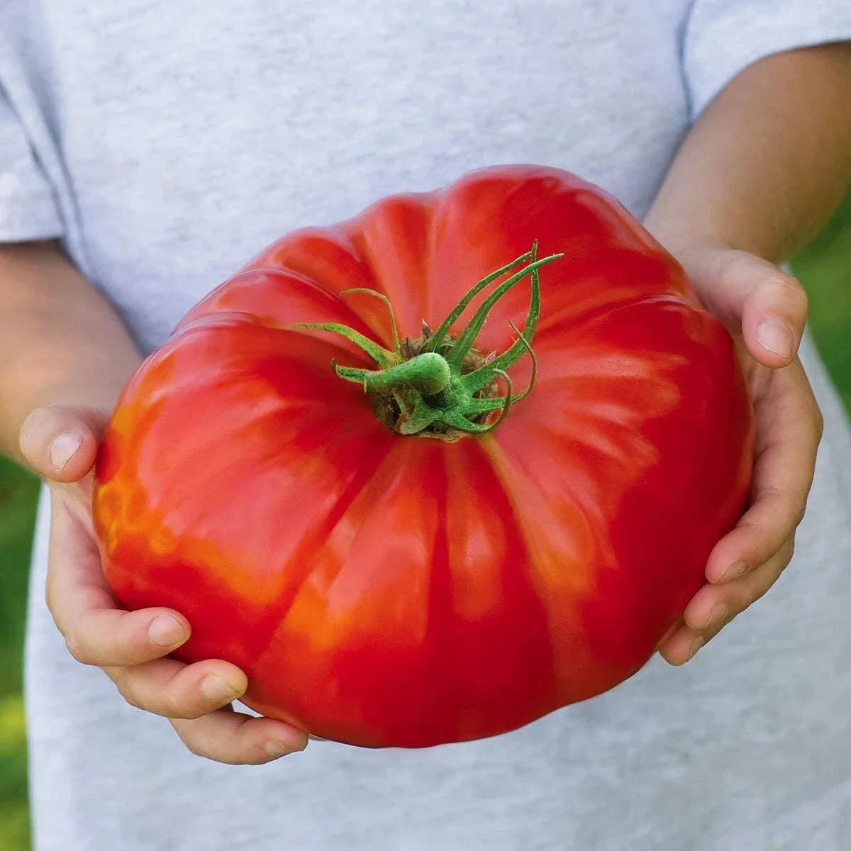 Beefsteak Tomato Seeds 100 Count | Heirloom Variety | Solanum lycopersicum | Ideal for Home Gardening