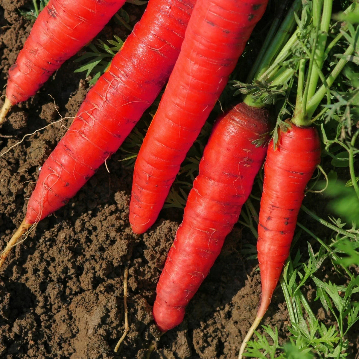 Atomic Red Carrot Seeds - Non-GMO, Lycopene Rich - Daucus carota - Multiple Packet Sizes Available
