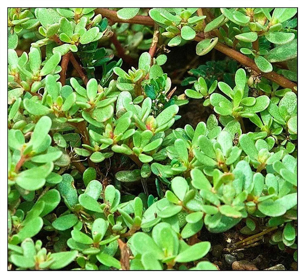 Purslane Seeds 1000 Count | Green Non-GMO | Portulaca oleracea | Fresh Garden Seeds for Healthy Eating