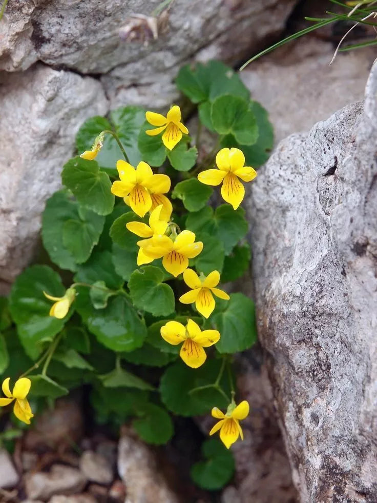 Yellow Violets Bare-root | Viola Rotundifolia | All-yellow Missouri Flower | Heart-shaped Leaves | Blooms March-May