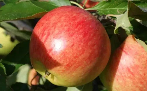Falstaff Apple Seeds - 25+ Heirloom Seeds for Gardening - Malus domestica 'Falstaff' - Sweet & Crisp Fruit Variety