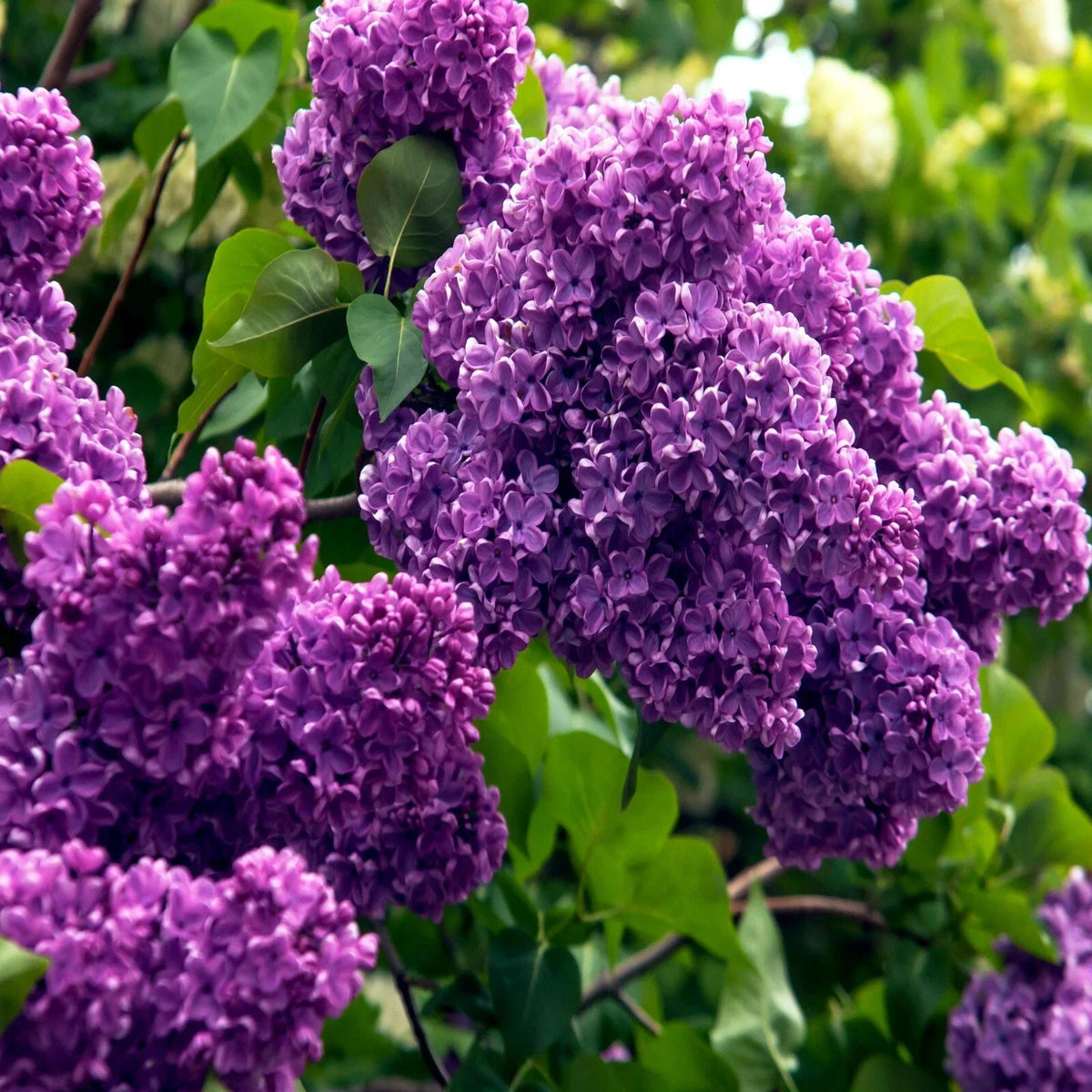Common Lilac Tree Seeds - 20 Pack, Purple Flowers, Fragrant Perennial - Syringa vulgaris, Hardy Garden Plant