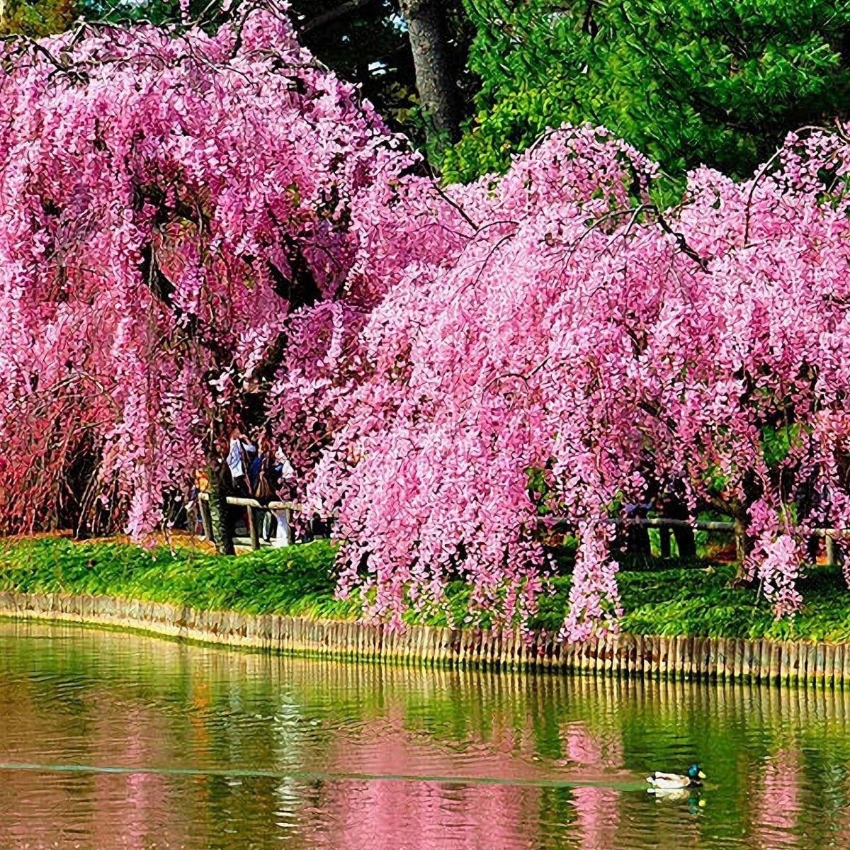 Weeping Sakura Seeds 20 Pcs Cherry Blossom Seeds Prunus serrulata - Pink Blooming Japanese Tree Seeds for Garden