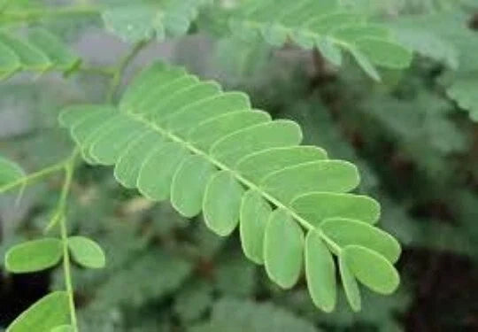 Organic Tamarind Seeds 5oz - Tamarindus indica Tropical Tree Fruit for Gardening and Medicinal Use