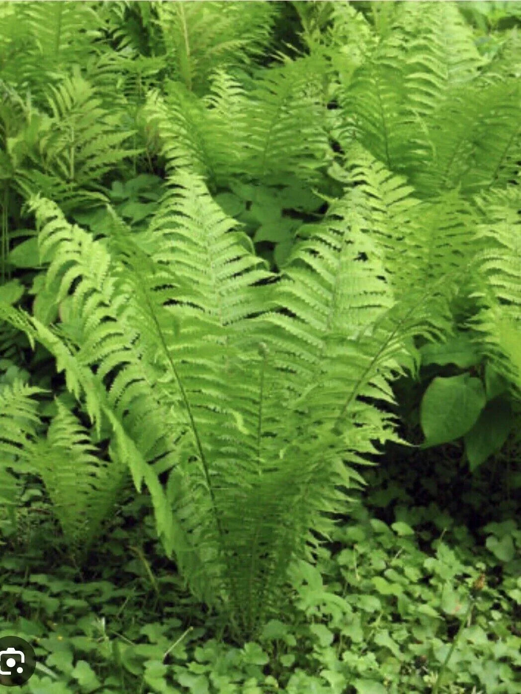 Ostrich Fern Roots - 3 Bare Root Perennials - Matteuccia struthiopteris - Organically Grown for Woodland Shade Garden