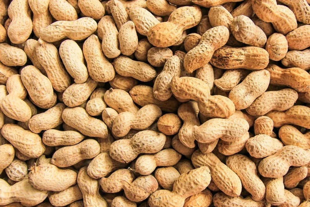 Peanut Seeds in Shell, 20 Pack for Planting, Arachis hypogaea, Grow Your Own Peanuts, Outdoor Garden Seedlings