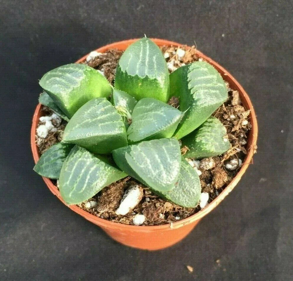 Haworthia bayeri 'Moon Shadow' Succulent in 3" Pot - Easy Care Indoor Plant with Dark Green Leaves, Low Maintenance