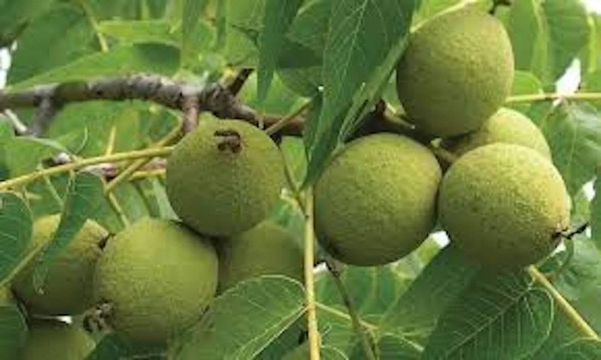 Black Walnut Tree Live Plant 12-24in Juglans nigra Bare Root - 3 Pack, Fast Growing, Deciduous, High-Quality Wood