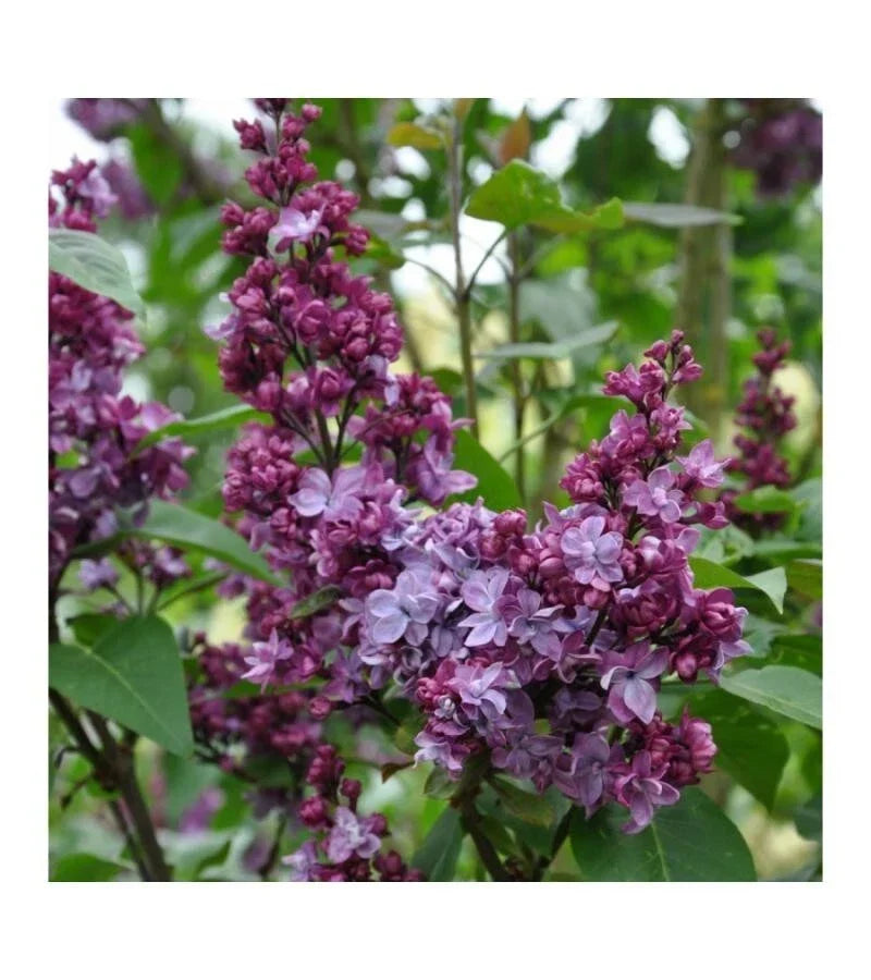 Lilac Live Plant - 3 Gallon - Adelaide Dunbar Variety - Purple Flowers - Syringa vulgaris - Fragrant Garden Shrub
