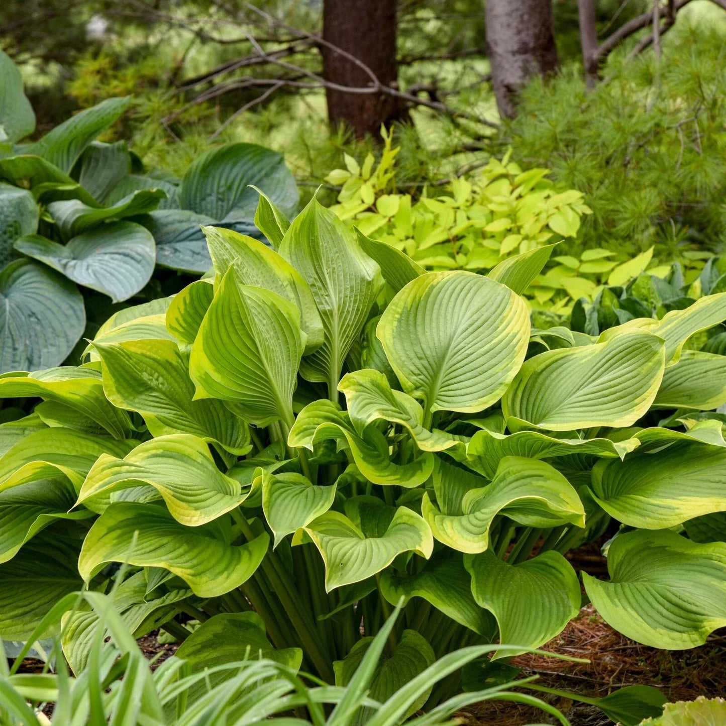 Hosta Plant 5.25" Pot Lone Star Perennial Shade Plant Hosta 'Lone Star' Blue-Green Leaves Creamy White Margins