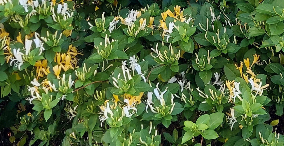 Honeysuckle Cuttings - 6 Unrooted Cuttings - Lonicera spp. - Ideal for Gardening, Landscaping, and Pollinator Gardens