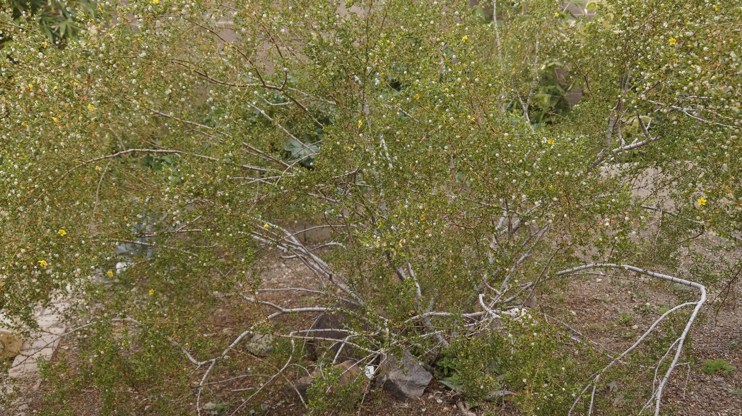 Creosote Bush Fresh Cuttings - Prostrate Variety - Highly Aromatic - Larrea tridentata - Drought-Tolerant Plant for Xeriscaping