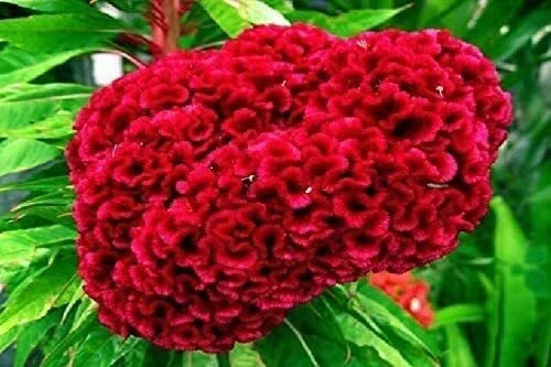 Exotic Cockscomb Seeds 200+ Pack - Colorful Celosia cristata Garden Flower - Vibrant Red Yellow Pink Blooms - Made in USA