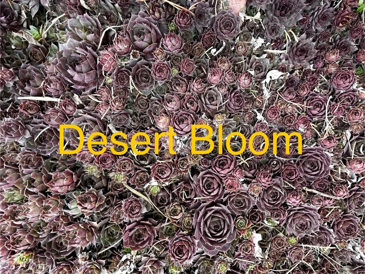 10 Live Hardy Hens and Chicks Succulents, Desert Bloom Sempervivum, Perfect for Gardens, Zones 4-8, Low Maintenance Plants