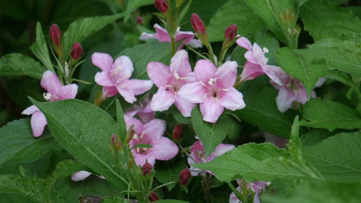 Four O'Clocks Seeds, 25 Seeds, Colorful Annual Flowers, Mirabilis jalapa for Garden, Easy to Grow and Maintain