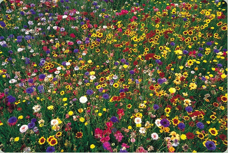 Wildflower Mix Seeds - 2000 Count Natural Blend for Pollinators - GroCo USA - Various Species
