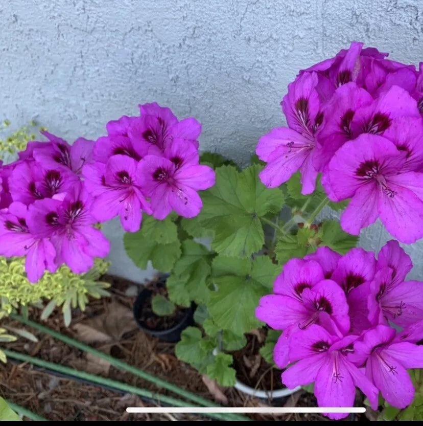 Geranium Starter Cuttings 6" Lavender Pink Black Pelargonium - Vibrant Indoor/Outdoor Plants for Garden & Containers