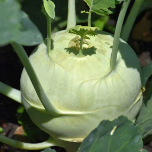Kohlrabi Starter Plants Set of 2, 4+ Inches, Brassica oleracea var. gongylodes, German Turnip, Fresh Live Garden Plants