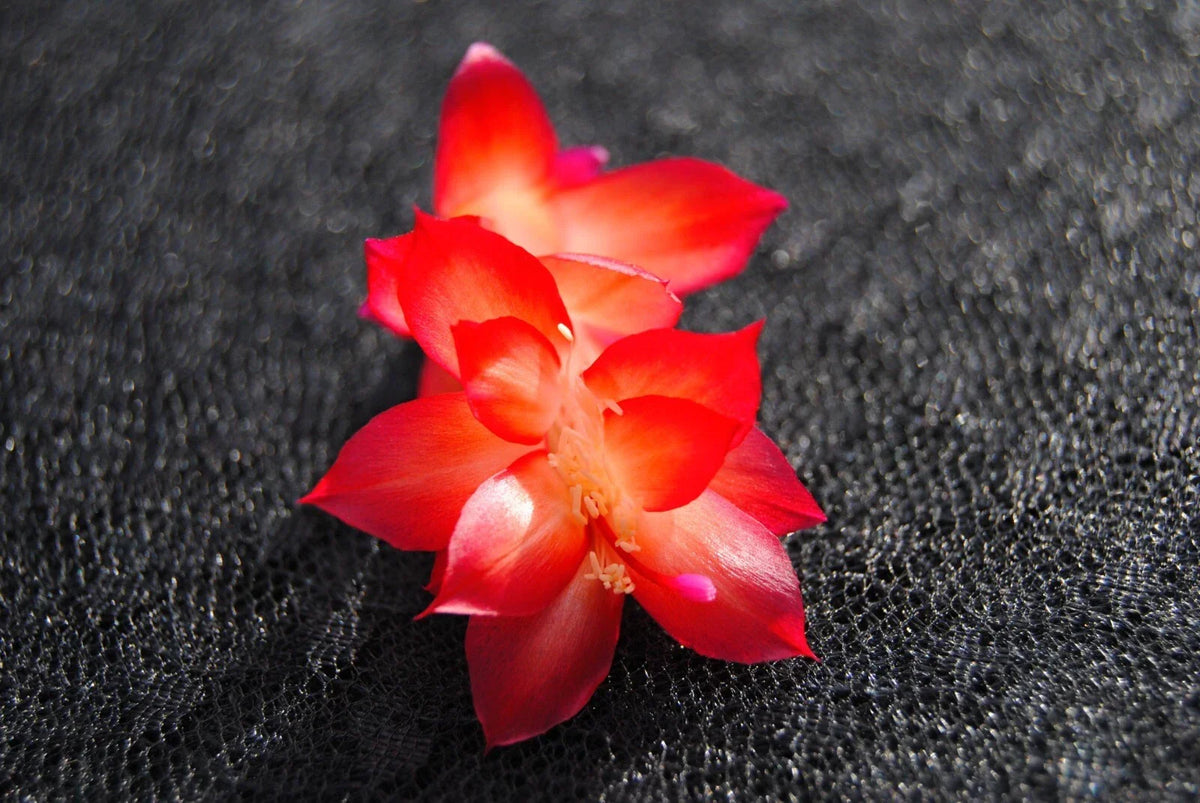 Christmas Cactus Starter Plant - Small Vista Sun Variety - Healthy Schlumbergera truncata - Well Rooted for Easy Growth
