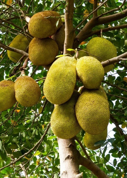 Jackfruit Seedling Tree Live 8-10in Tall Artocarpus heterophyllus 1 Year Old Tropical Fruit Plant for Garden