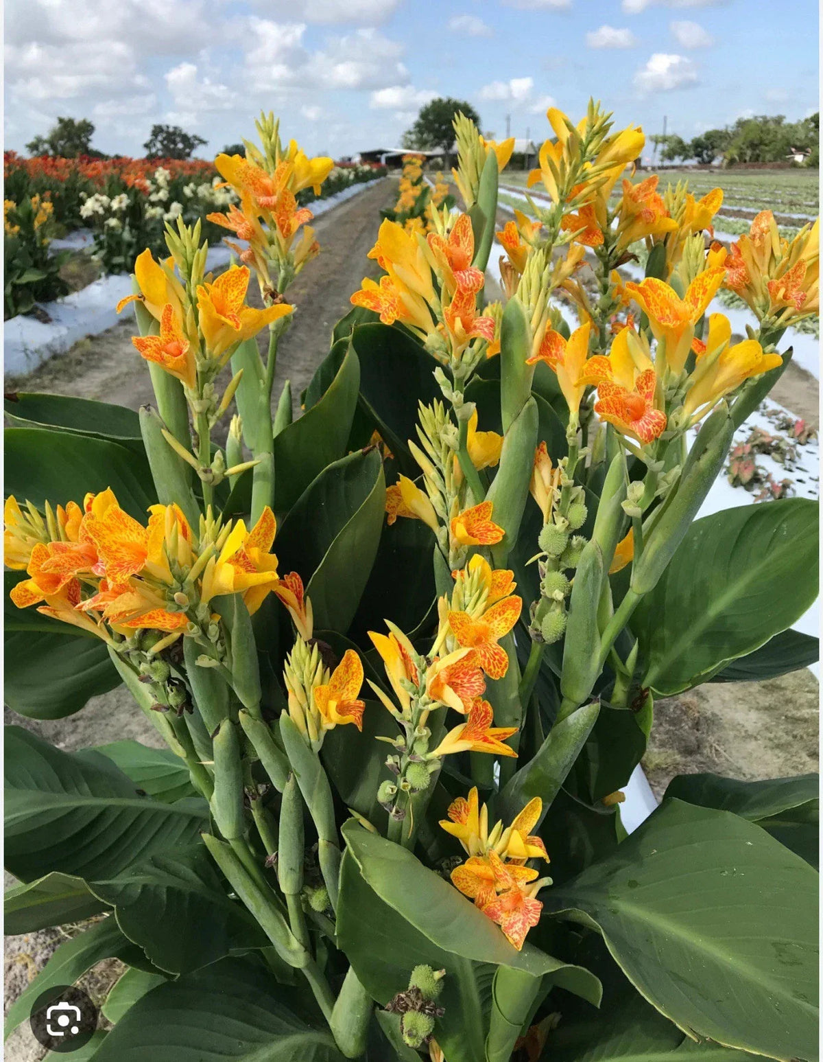 Canna Lily Starter Plant - Small Rooted Tenerife Variety - Canna indica - Tropical Foliage for Garden & Containers