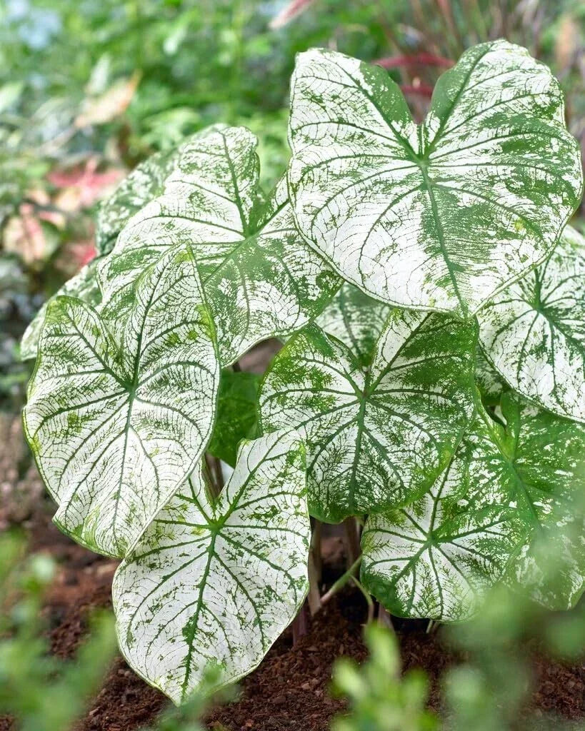 Caladium Bulbs 12 Count - White Candidum Elephant Ears - Caladium bicolor - Perennial Planting Bulbs for Garden