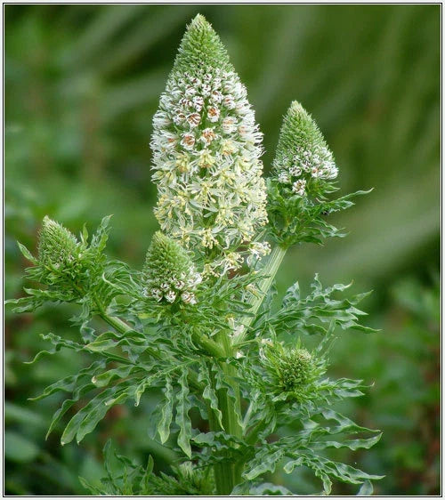 Mignonette Seeds - 285 Seeds - Sweet Reseda Odorata - White Flowers - Non-GMO - Fragrant Garden Plant Seeds