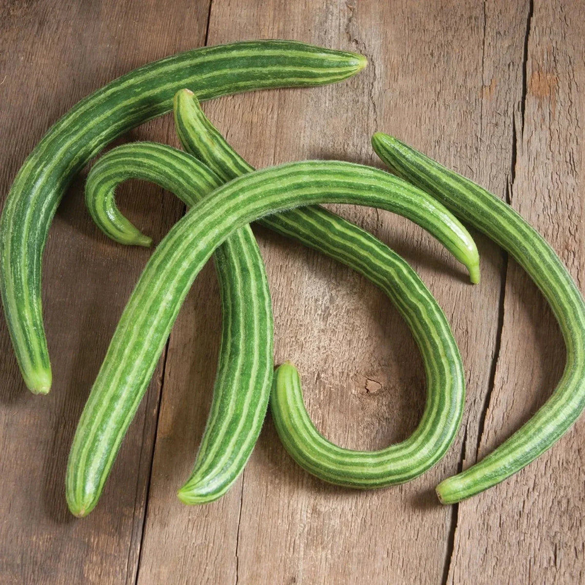 Painted Serpent Cucumber Seeds - 50+ Organic Heirloom Non-GMO - Cucumis sativus - Unique Striped Variety for Home Garden