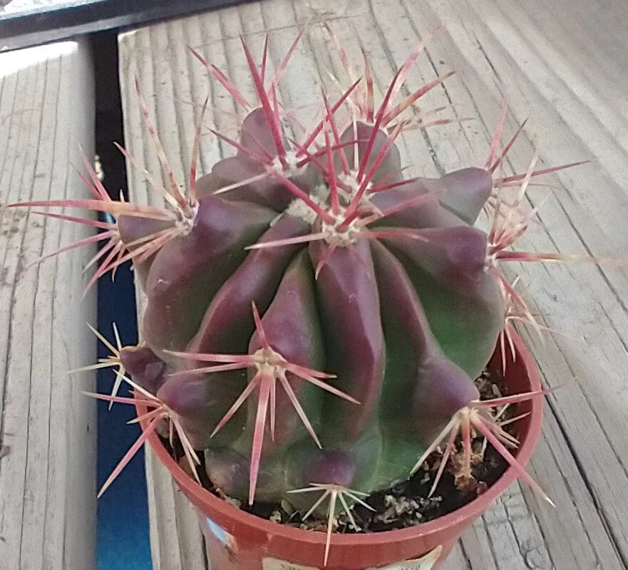Red Spine Barrel Cactus 60mm Pot Ferocactus pilosus 'Stainesii' Drought Tolerant Succulent Indoor Outdoor Garden Plant