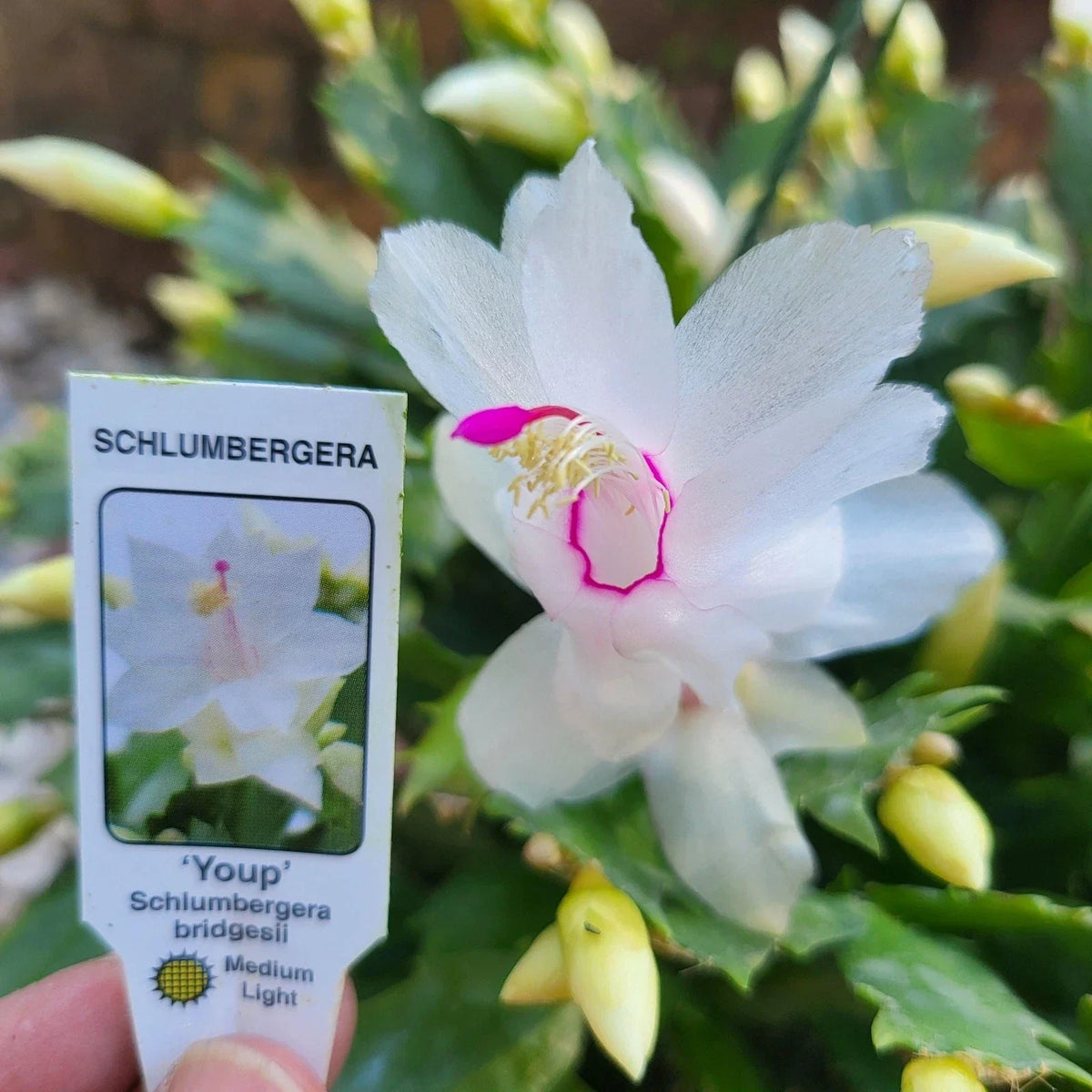 Holiday Cactus 4" White Youp Schlumbergera Truncata Thanksgiving Cactus - Indoor Plant for Festive Decor and Gifting