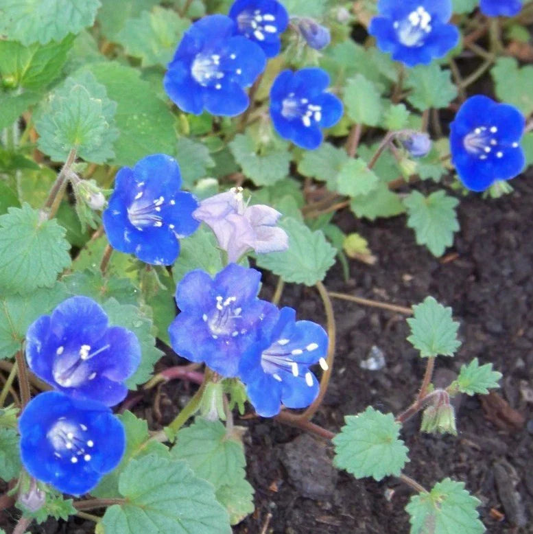 California Bluebell Seeds - 1000 Count - Phacelia campanularia - Vibrant Blue Flowers - Attract Pollinators - GroCo USA