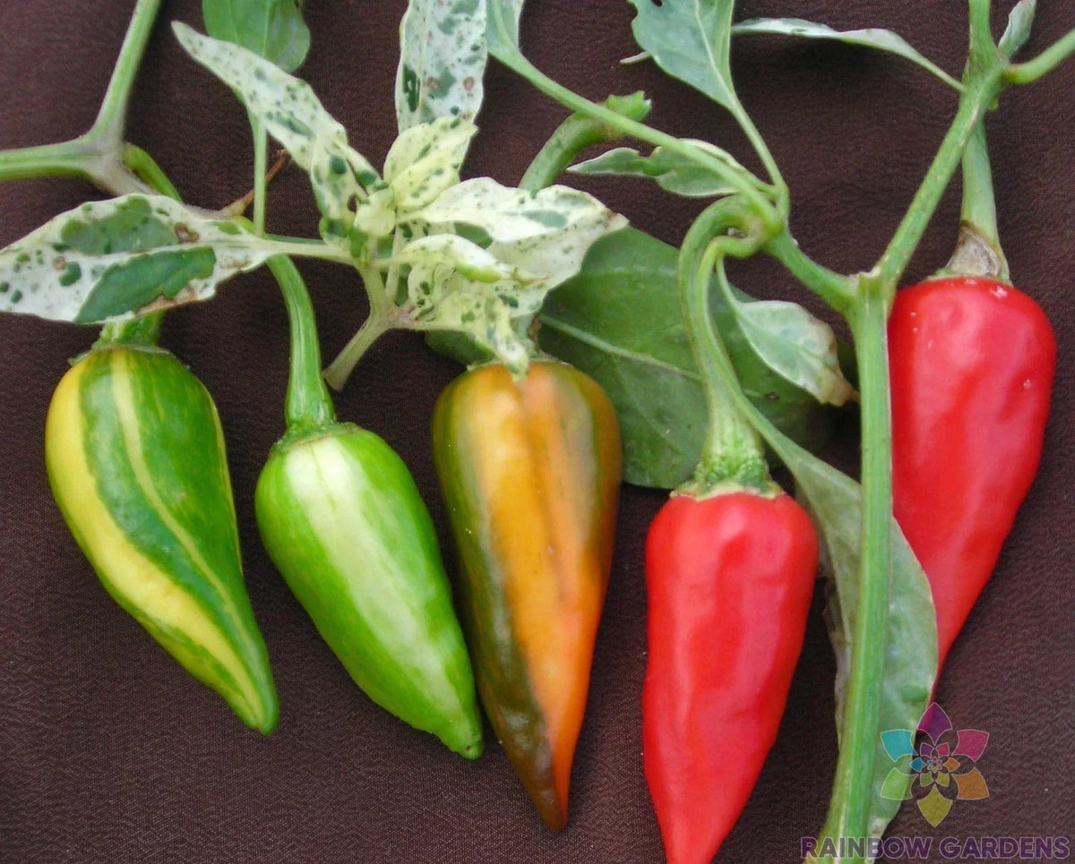 Fish Hot Pepper Seeds - 25+ Pack - Capsicum annuum - USA Grown - Vibrant Yellow to Orange Peppers - Ideal for Gardening