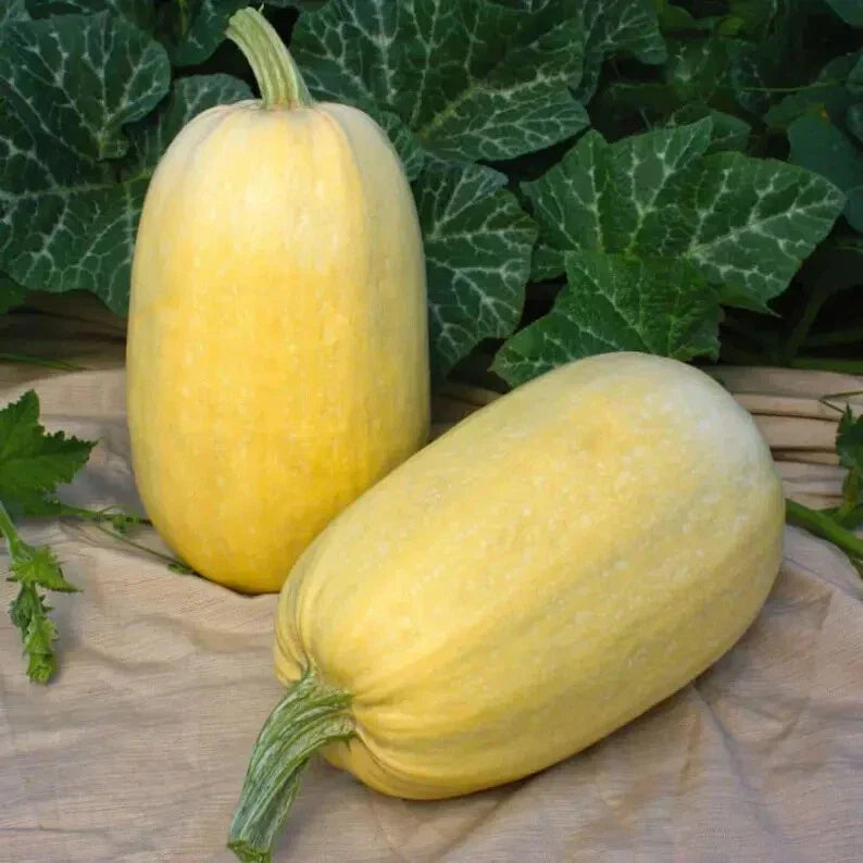 Organic Spaghetti Winter Squash Seeds - 10 Pack - Cucurbita pepo - Non-GMO, USA Grown, Easy to Grow