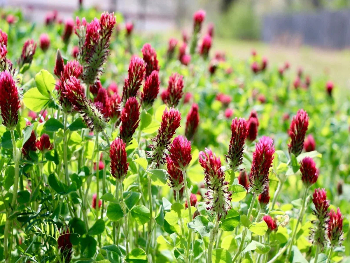 Clover Seeds - 600+ Crimson Red Non-GMO Seeds for Pollinators, Cover Crop - Trifolium incarnatum - Fresh & Easy to Grow