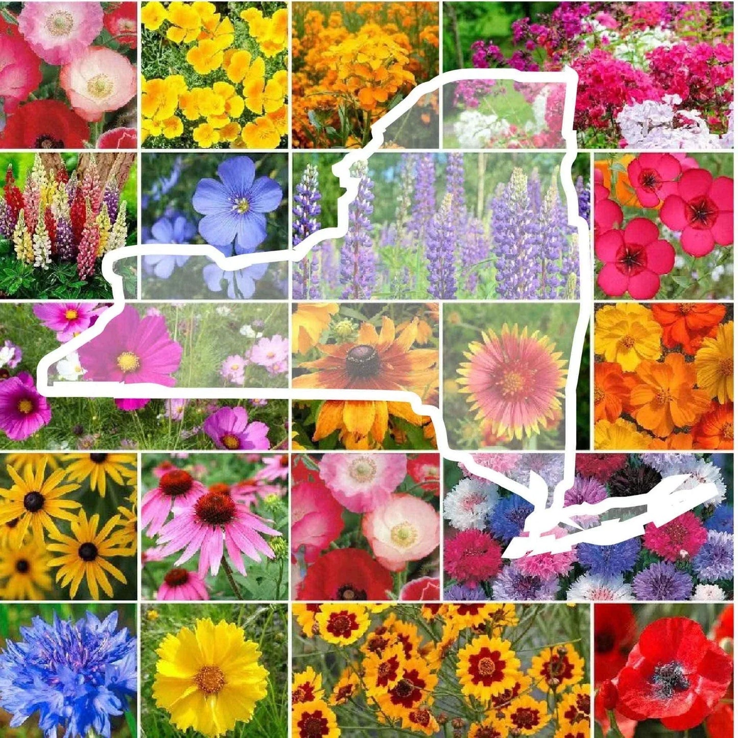Wildflower Seed Mix - 1000 Non-GMO Seeds - New York State Flower Variety - Attracts Pollinators - Native Perennials & Annuals