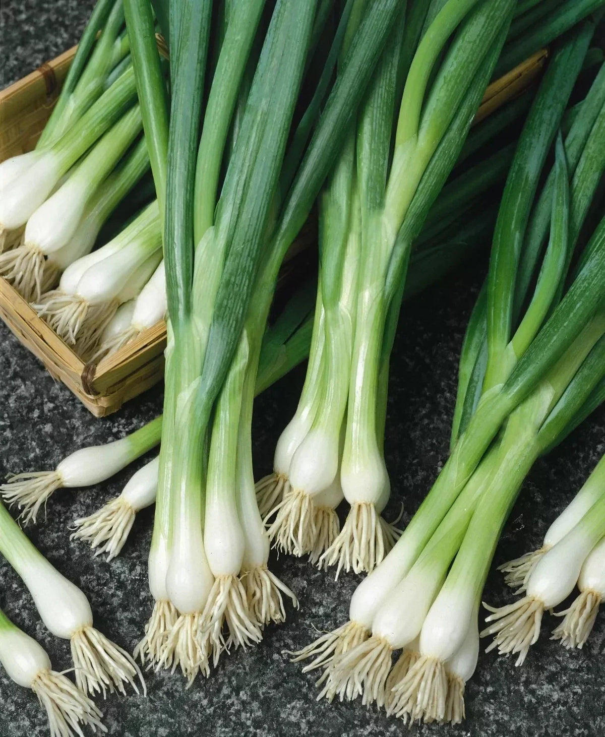 500+ White Lisbon Onion Seeds - Non-GMO Heirloom Scallion Seeds - Allium fistulosum - Fresh Bunching Onion Seeds