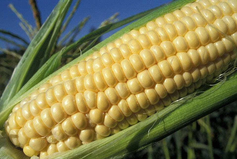 Iochief Yellow Sweet Corn Seeds - 35+ Count - Zea mays - Heirloom, Drought Resistant, Perfect for Canning & Fresh Eating