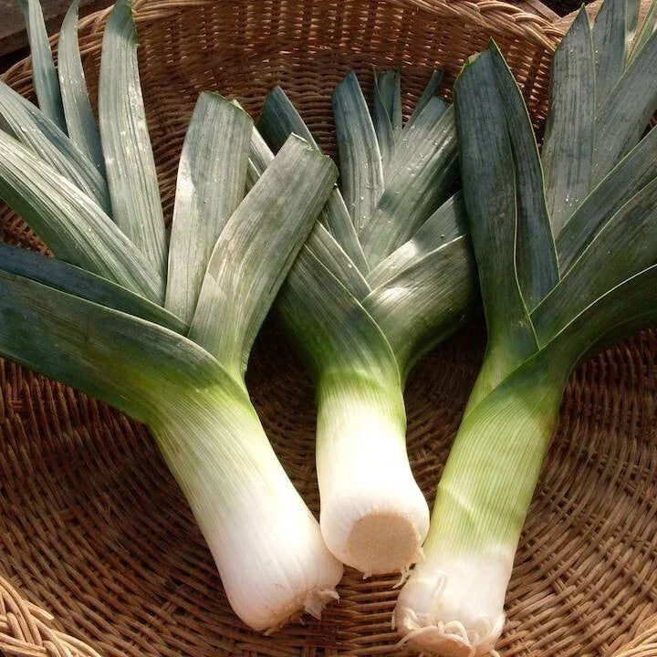 Big Giant Leek Seeds - 500 Pack, NON-GMO Heirloom, Allium ampeloprasum, Culinary Garden, USA Seller
