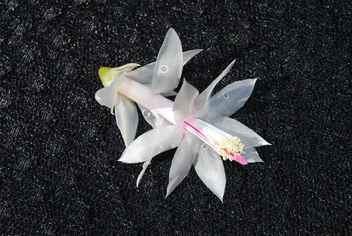 Christmas Cactus Starter Plant - Small Schlumbergera Truncata - Healthy Well-Rooted for Home Decor - Pet-Friendly Succulent