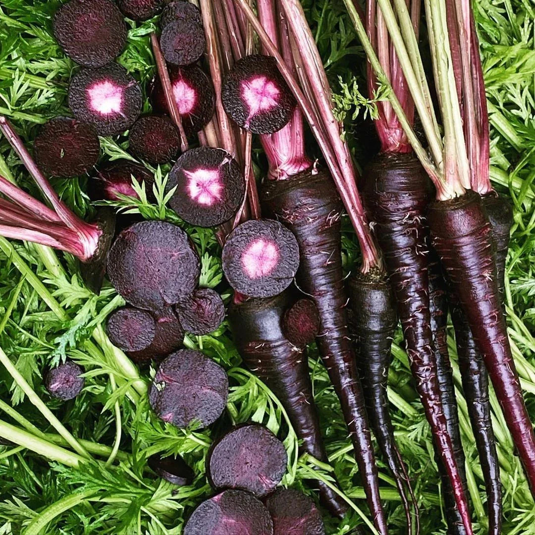 Black Nebula Carrot Seeds - 150+ Non-GMO Vegetable Seeds - Daucus carota - Purple Color, Easy to Grow, USA Shipping