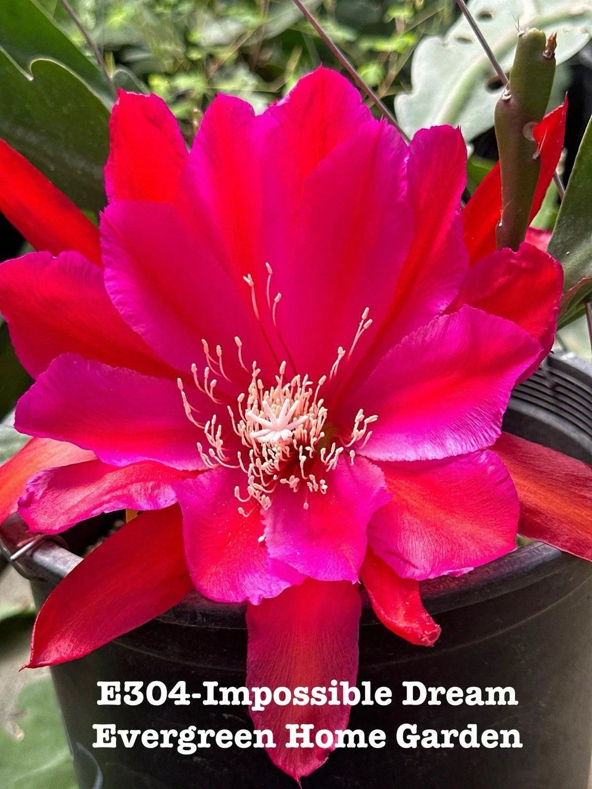 Epiphyllum Orchid Cactus 4” Starter Pot “Impossible Dream” - Rooted Indoor Tropical Plant, Epiphyllum oxypetalum