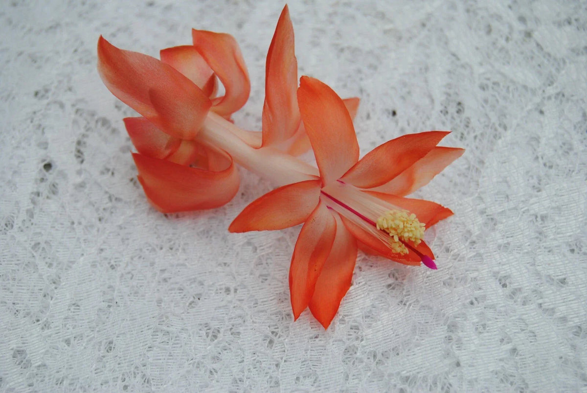 Christmas Cactus Starter Plant - Small Frida Variety - Schlumbergera Truncata - Well-Rooted Healthy Indoor Plant