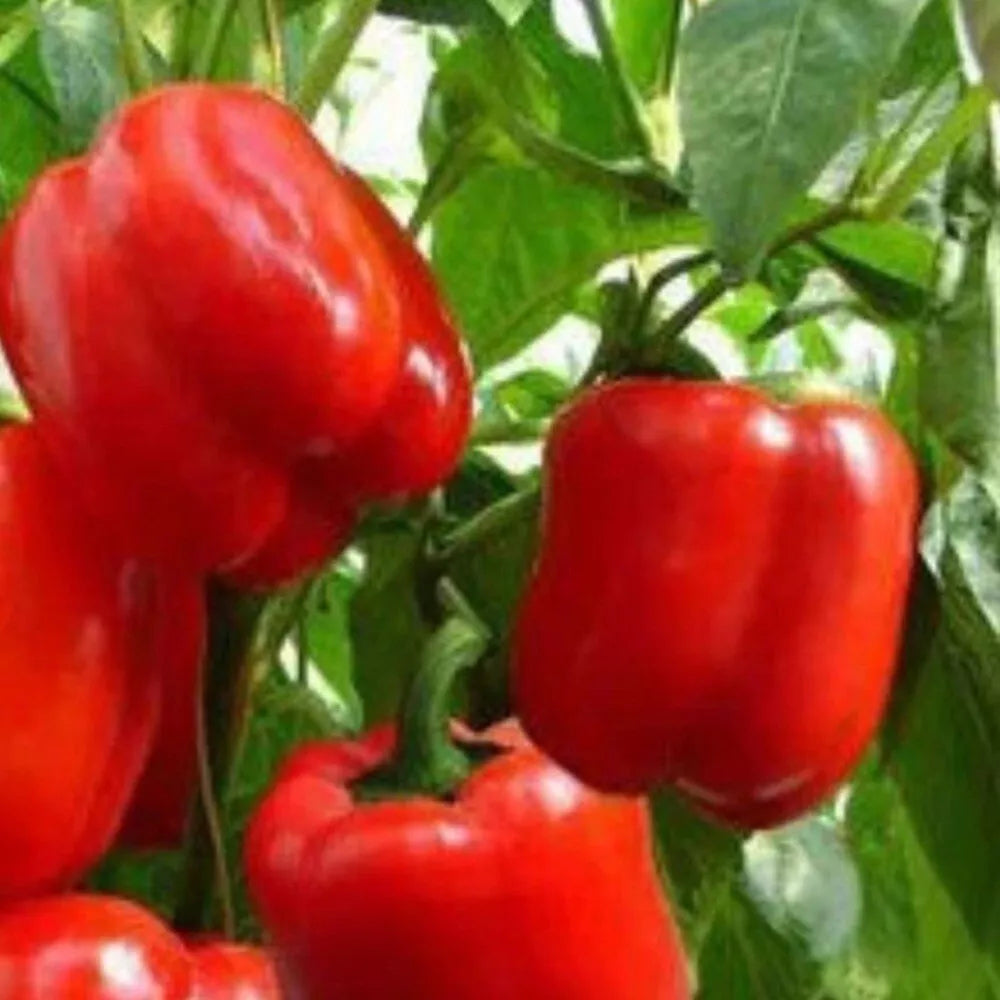 Big Red Sweet Pepper Seeds | Heirloom NON-GMO | Capsicum annuum | Fresh Garden Seeds for Home Gardening