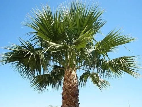 Washington Robusta Palm Tree Saplings - 3 Year Old - Tropical Plant - Washingtonia robusta for Garden and Landscape
