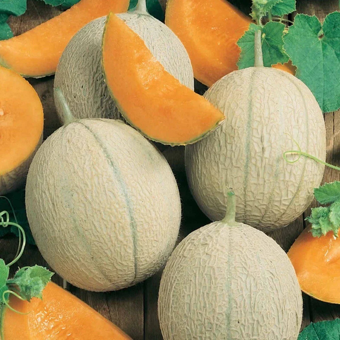 Hearts Of Gold Cantaloupe Seeds - 25+ Organic Non-GMO Heirloom Seeds - Cucumis melo - Sweet Juicy Melon Variety
